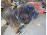 Adopt Alabama a Black Shih Tzu  Lhasa Apso  Mixed dog in San Die