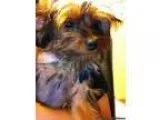 Registered Yorkshire Terrier (Toy Yorkie)