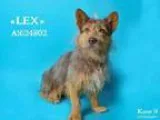 Adopt Lennox Lex a BrownChocolate - with White Petit Basset Grif