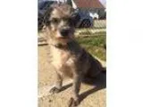 Adopt Meadow a Terrier Dachshund