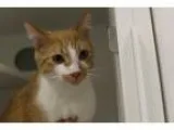 Adopt Condo 34 Mango a Orange or Red Domestic Shorthair (short c