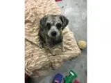 Adopt  MORK  a GraySilverSalt and Pepper - with Black Cockapoo  
