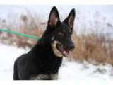 Adopt GUM a German Shepherd Dog