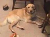 Adopt Arthur a TanYellowFawn Labrador Retriever  Mixed dog in Cu