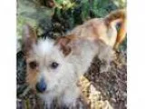 Adopt Dusty a Dachshund