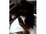 Adopt Lottie a Dachshund