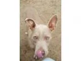 Adopt Scooby aka Silver a GrayBlueSilverSal t and Pepper Weimara