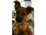 Adopt Clooney a BrownChocolate - with Tan German Shepherd Dog  B