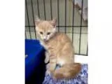 Adopt Rudy a Tan or Fawn Tabby Domestic Shorthair (short coat) c