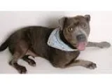 Adopt Trudy a GrayBlueSilverSal t and Pepper Pit Bull Terrier  M