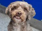 Adopt Mr. Bojangles a Merle Cockapoo  Mixed dog in Long Beach CA