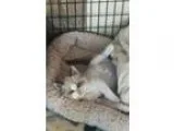 Adopt Lady Mary Crawley a Cream or Ivory Domestic Shorthair (sho