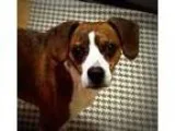 Adopt Zeus a Boston Terrier Beagle