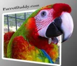 Rare Gentle Giant Verdi Macaw Handfed Babies for Sale