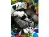 AKC Great Dane puppies