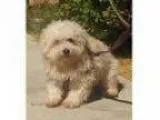 Adopt Milo a Poodle Cockapoo