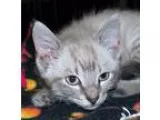 Adopt Stone a Siamese  Mixed (short coat) cat in Madison AL (156