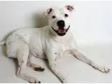 Fiona - Female American Pit Bull Terrier Mix
