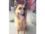 Adopt Jack Jr. a Black - with Brown Red Golden Orange or Chestnu