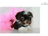 Thumbelina - female Biro yorkie for sale