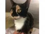 Adopt Stellar a Oriental Mixed cat in Menands NY ()