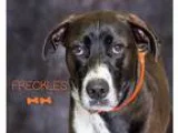 AKC Yorkshire Silverhead Male-5 Months Old - Price: $350