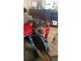 Adopt Sam a Black - with Brown Red Golden Orange or Chestnut Min