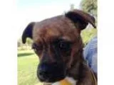 American pit bull puppy