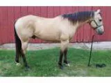 Beautiful Buckskin 10 yo Gelding