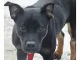Adopt Cato a Shepherd Rottweiler