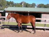 Local show hunter or eventer VERY well bred and very pretty.