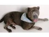 Adopt Trudy a Pit Bull Terrier
