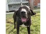 Adopt Jethro a Plott Hound