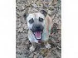 Adopt Fidget a Pug Dachshund