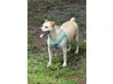 Adopt Foster a Jack Russell Terrier