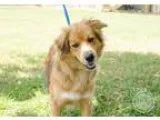 Adopt Naomi Watts a TanYellowFawn - with White Australian Shephe