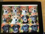 Adopt MAYSIE  PUPPIES a TanYellowFawn - with White German Shephe