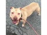 Adopt Rocky a Pit Bull Terrier