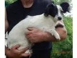 Adopt Sailor (12 lb) Sweet Pea a White - with Black Papillon  Sh
