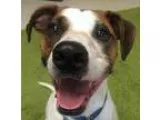 Adopt Gracie a White - with Brown or Chocolate Whippet  Mixed do