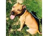 Adopt Buddy - NO ADOPTION FEE a Pit Bull Terrier