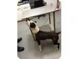 Adopt Skipper(L 70 lb) Big Sweetie a Black - with White Great Da