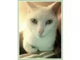 Adopt Bowie a Domestic Short Hair Siamese