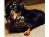 Adopt Bailey a Dachshund