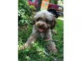 Lost Maltese Poodle