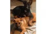 Adopt Missy and Buster a Black German Shepherd Dog  Mixed dog in