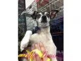 Adopt Mali a Miniature Pinscher Rat Terrier
