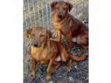Adopt Bea and Efran - N a Dachshund