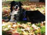 Adopt Brody a Tricolor (TanBrown and Black and White) Australian
