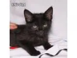 Adopt Endora a All Black Domestic Shorthair  Mixed cat in Hot Sp